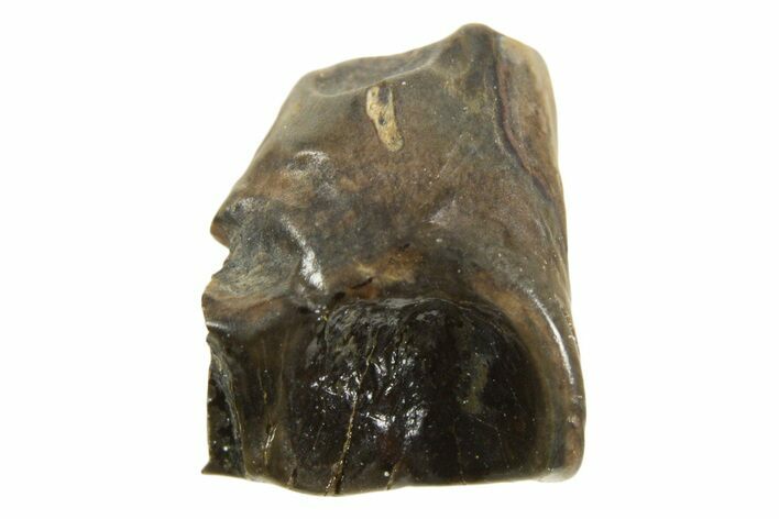 Fossil Dinosaur (Leptoceratops) Shed Tooth - Montana #338978